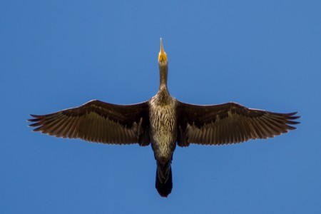 Aalscholver - Grevelingendam